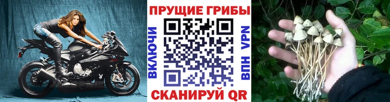 Псилоцибиновые грибы Psilocybe  где найти   дарк нет какой сайт  Называевск 